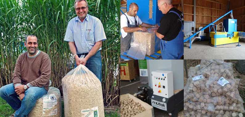 Uebersicht Miscanthus